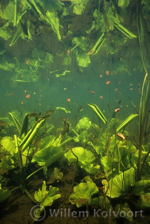 Yellow Water-lily ( Nuphar lutea )