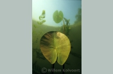 Gele plomp ( Nuphar lutea ).