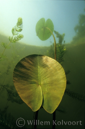 Gele plomp ( Nuphar lutea ).