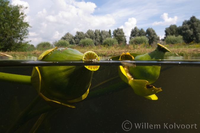 Gele plomp ( Nuphar lutea ) zaaddozen.