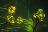 Gele plomp ( Nuphar lutea ) zaaddozen.