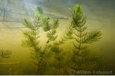 Soft Hornwort ( Ceratophyllum submersum )