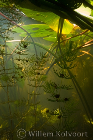 Soft Hornwort ( Ceratophyllum submersum ) met slakjes