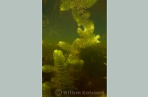 Rigid Hornwort (Ceratophyllum demersum )