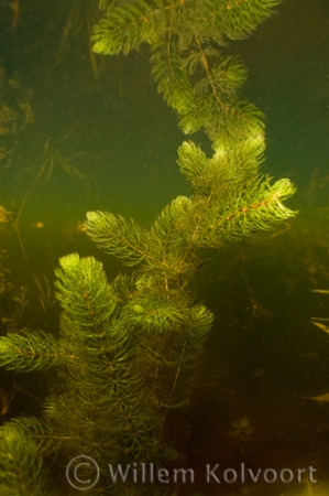 Rigid Hornwort (Ceratophyllum demersum )