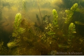 Rigid Hornwort (Ceratophyllum demersum )