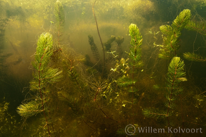 Gedoornd hoornblad (Ceratophyllum demersum ).