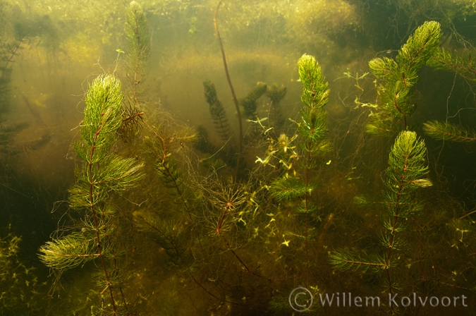 Rigid Hornwort (Ceratophyllum demersum )