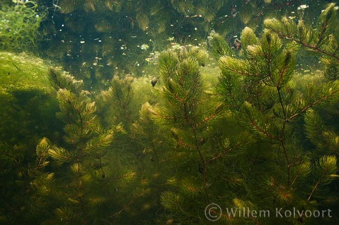 Rigid Hornwort (Ceratophyllum demersum )