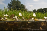 Frogbit ( Hydrocharis morsus-ranae )