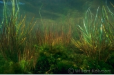 Bulbous Rush ( Juncus bulbosus) 