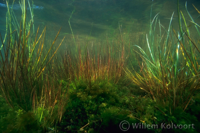 Knolrus (Juncus bulbosus).