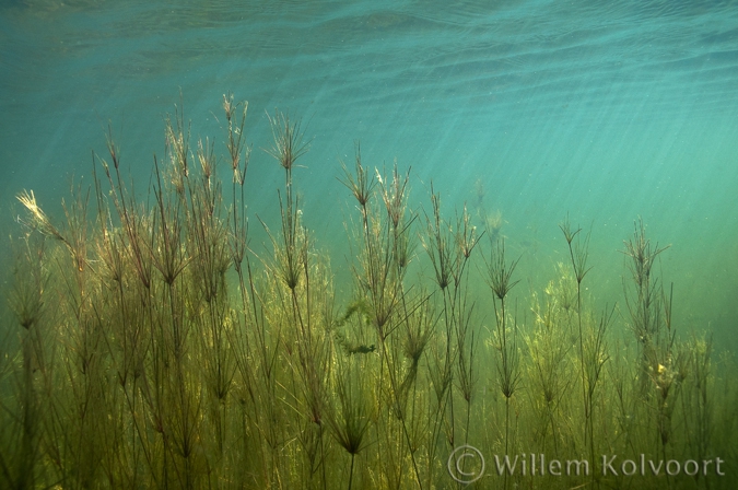 Knolrus ( Juncus bulbosus) .