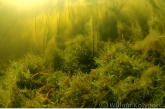 Willow moss ( Fontinalis antipyretica )