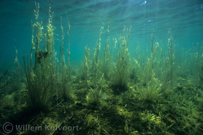Bulbous Rush ( Juncus bulbosus ) 