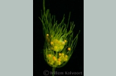 Stonewort