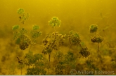 Stonewort ( Nitella hyalina )