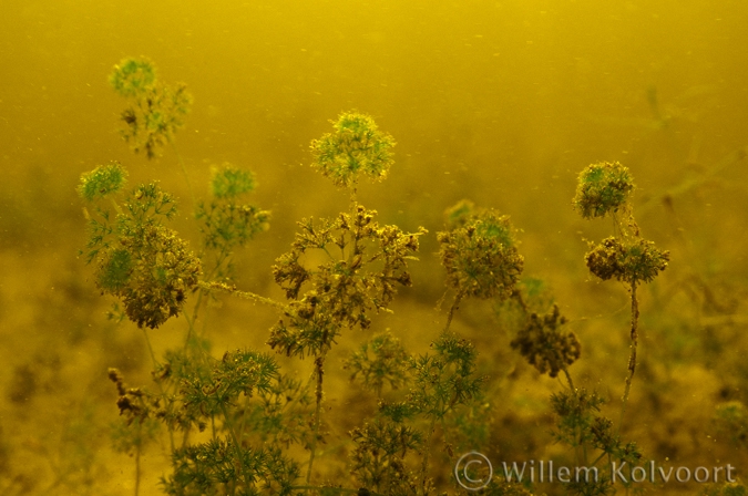 Stonewort ( Nitella hyalina )