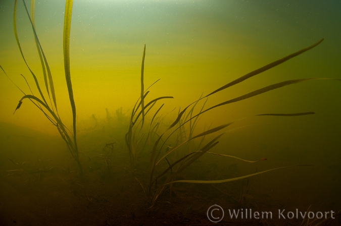 Mannagras ( Glyceria fluitans )