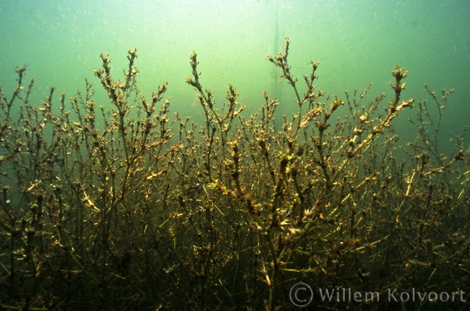 Groot nimfkruid ( Najas marina ).