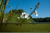 Pijlkruid ( Sagittaria sagittifolia ).