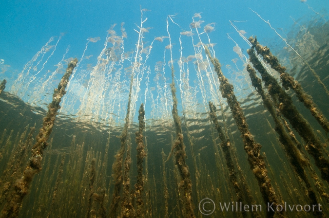 Riet ( Phragmites australis ).