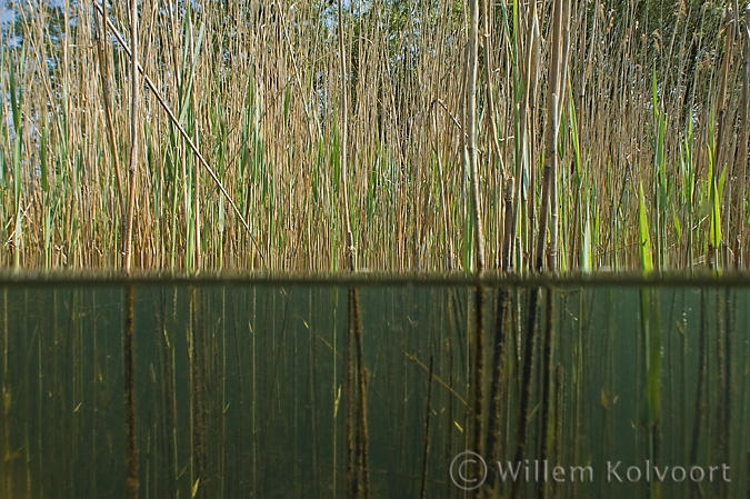 Riet ( Phragmites australis ).