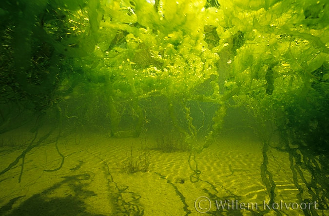 Darmwier ( Enteromorpha intestinalis ).