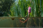  Water knotweed ( Persicaria amphibia )