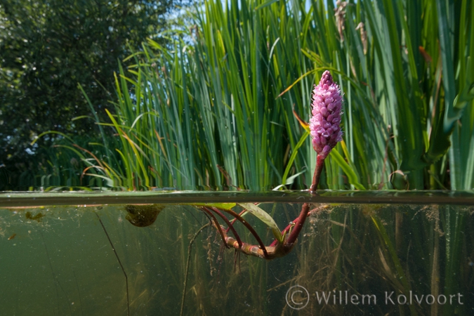 Veenwortel ( Persicaria amphibia ).