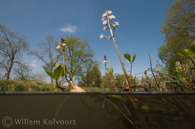 Bogbean ( Menyanthes trifoliata )