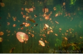 Fringed Water-lily ( Nymphoides peltata ) 