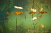 Fringed Water-lily ( Nymphoides peltata ) 