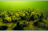 Diatom on Waterweed ( Elodea nuttallii )