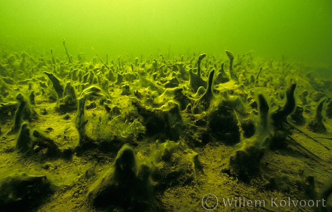 Diatom on Waterweed ( Elodea nuttallii )