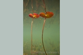 Fringed Water-lily ( Nymphoides peltata ) 