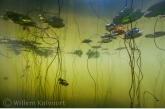 Fringed Water-lily ( Nymphoides peltata ) 