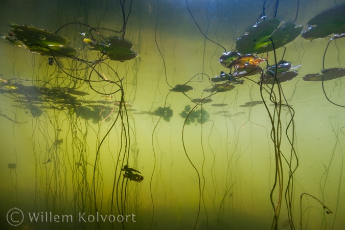 Fringed Water-lily ( Nymphoides peltata ) 