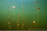 Fringed Water-lily ( Nymphoides peltata ) 