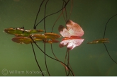Fringed Water-lily ( Nymphoides peltata ) 