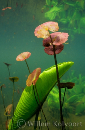 Fringed Water-lily ( Nymphoides peltata ) 