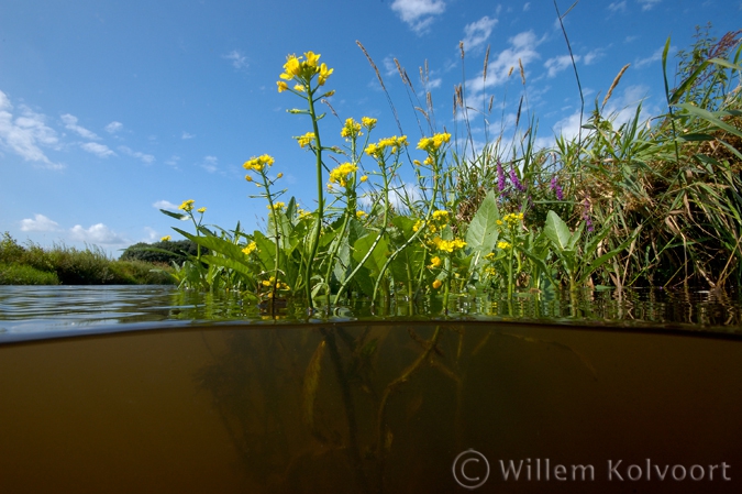 Great Yellow-cress ( Rorippa amphybia )