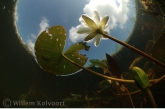 White Water-lily ( Nymphaea alba )