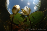 White Water-lily ( Nymphaea alba )