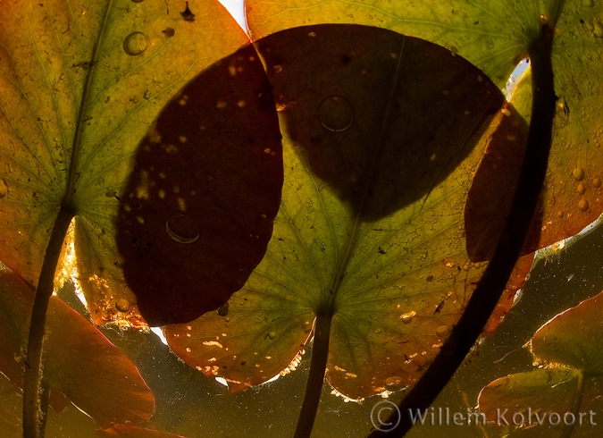 White Waterlily ( Nymphaea alba )
