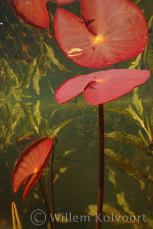 White Water-lily ( Nymphaea alba ) 