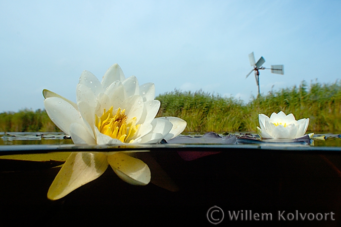 White Water-lily ( Nymphaea alba ) 