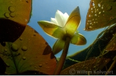 White Water-lily ( Nymphaea alba ) 