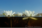 White water-lily ( Nymphaea alba ) 