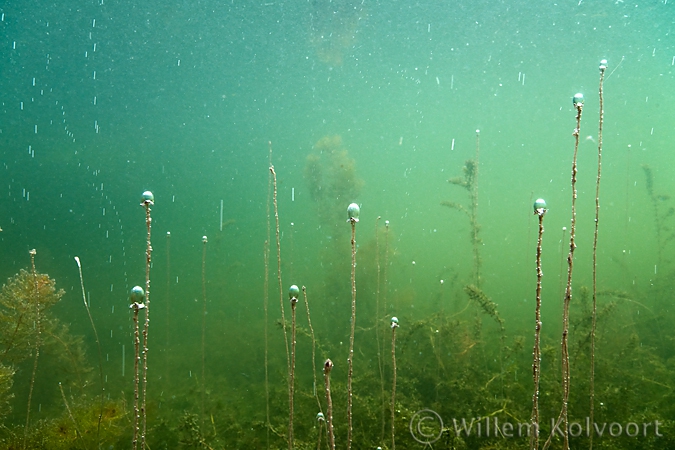 Waterweed ( Elodea nuttallii ) with oxygen bubbles